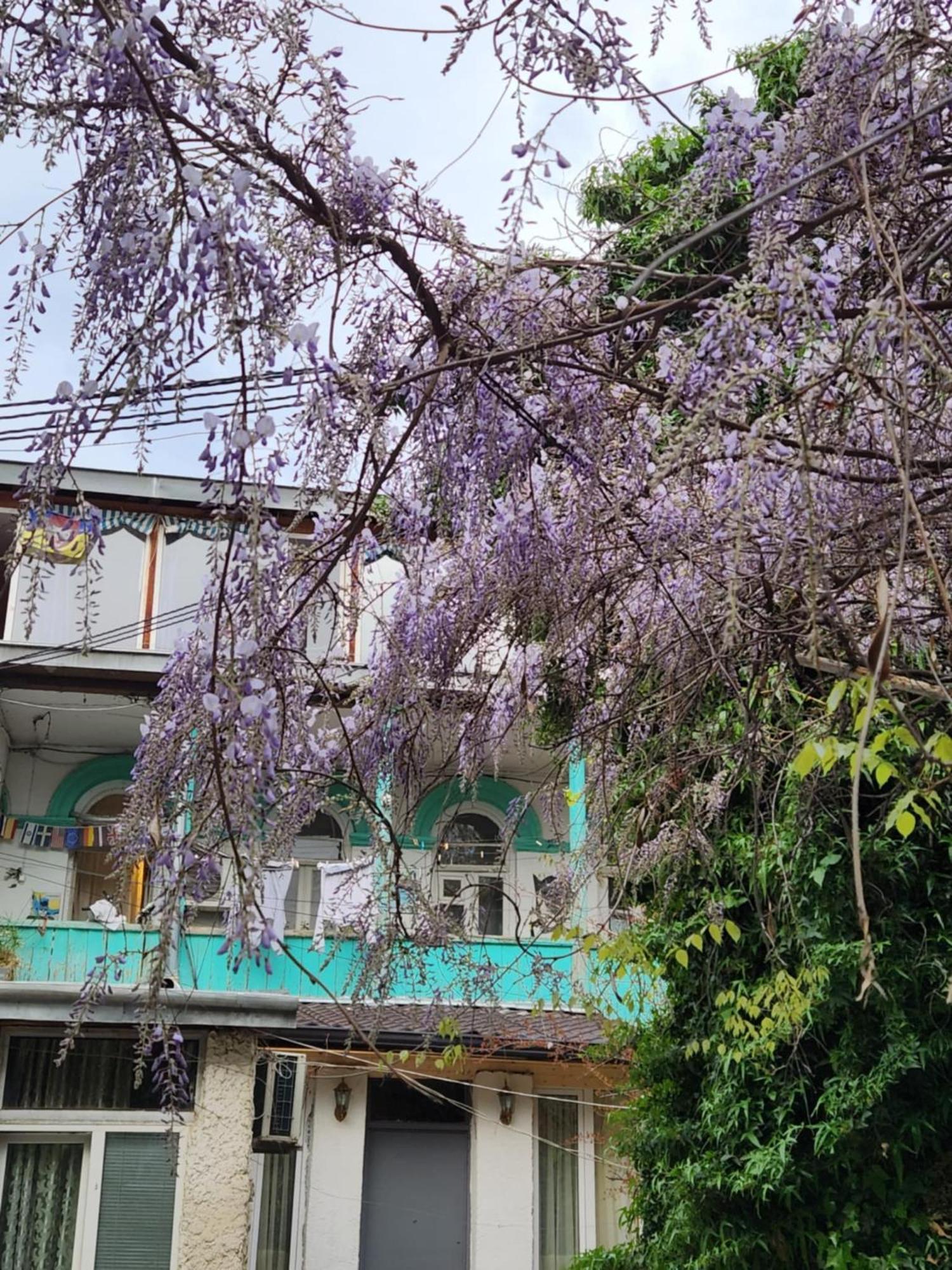 Green Stairs Guest House Tbilisi Eksteriør billede